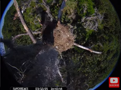 2025-03-13 20_43_42-Southwest Central Florida Eagle Cam #baldeagle #fledgling #livestream #learningt.png