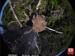 2025-03-13 20_43_57-Southwest Central Florida Eagle Cam #baldeagle #fledgling #livestream #learningt.png