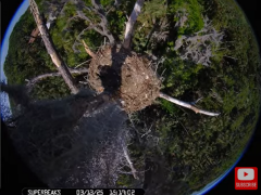 2025-03-13 20_44_32-Southwest Central Florida Eagle Cam #baldeagle #fledgling #livestream #learningt.png