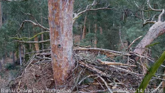 2025-03-14 21_16_11-Bielik Online Bory Tucholskie _ White-tailed Eagle Online Tucholskie Forest - Yo.png