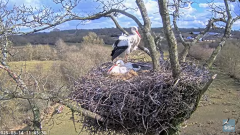 2025-03-14 21_26_18-Knepp White Stork nest camera - YouTube - Maxthon.png