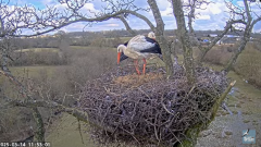 2025-03-14 21_27_03-Knepp White Stork nest camera - YouTube - Maxthon.png
