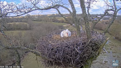 2025-03-14 21_28_16-Knepp White Stork nest camera - YouTube - Maxthon.png