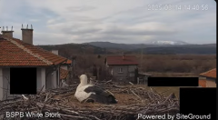 2025-03-14 22_08_10-Камера предава на живо от гнездо на щъркели в село Драгушиново_Camera from a sto.png