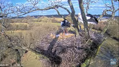 2025-03-15 22_34_36-Knepp White Stork nest camera - YouTube - Maxthon.png