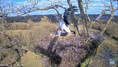 2025-03-15 22_33_42-Knepp White Stork nest camera - YouTube - Maxthon.png