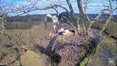 2025-03-15 22_33_52-Knepp White Stork nest camera - YouTube - Maxthon.png