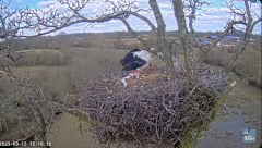 2025-03-15 22_34_17-Knepp White Stork nest camera - YouTube - Maxthon.png