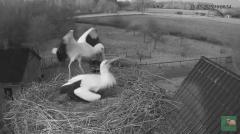 2025-03-15 22_58_55-livestream chimney stork Terwolde - YouTube – Slimjet.png