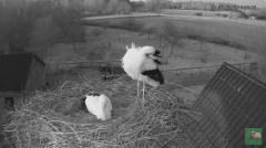 2025-03-15 22_59_02-livestream chimney stork Terwolde - YouTube – Slimjet.png