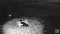 2025-03-15 22_59_09-livestream chimney stork Terwolde - YouTube – Slimjet.png
