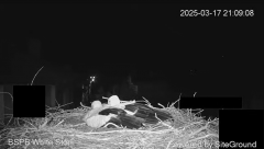 2025-03-17 20_32_59-Камера предава на живо от гнездо на щъркели в село Драгушиново_Camera from a sto.png