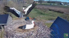 2025-03-17 20_41_02-livestream chimney stork Terwolde - YouTube - Maxthon.png