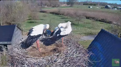 2025-03-17 20_41_20-livestream chimney stork Terwolde - YouTube - Maxthon.png