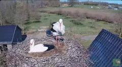 2025-03-17 20_41_34-livestream chimney stork Terwolde - YouTube - Maxthon.png