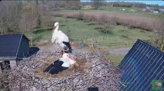 2025-03-17 20_42_11-livestream chimney stork Terwolde - YouTube - Maxthon.png