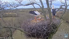 2025-03-17 20_47_03-Knepp White Stork nest camera - YouTube - Maxthon.png