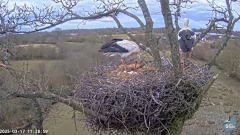 2025-03-17 20_47_12-Knepp White Stork nest camera - YouTube - Maxthon.png