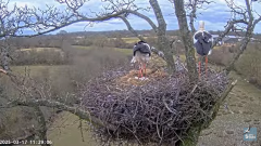 2025-03-17 20_47_19-Knepp White Stork nest camera - YouTube - Maxthon.png