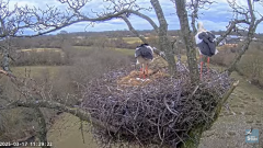 2025-03-17 20_47_35-Knepp White Stork nest camera - YouTube - Maxthon.png