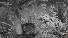 2025-03-18 10_32_33-Cuibul nr.2 al Acvilei de munte - The nest no.2 of the Golden Eagle (Aquila chry.png