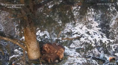 2025-03-18 10_33_50-Cuibul nr.2 al Acvilei de munte - The nest no.2 of the Golden Eagle (Aquila chry.png