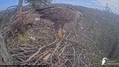2025-03-18 14_30_35-Jūras ērgļi (Haliaeetus albicilla) Durbē - LDF tiešraide - YouTube - Maxthon.png