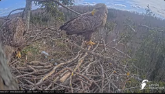2025-03-18 14_31_02-Jūras ērgļi (Haliaeetus albicilla) Durbē - LDF tiešraide - YouTube - Maxthon.png