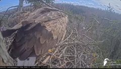 2025-03-18 14_32_36-Jūras ērgļi (Haliaeetus albicilla) Durbē - LDF tiešraide - YouTube - Maxthon.png