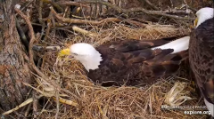 2025-03-18 21_53_40-Decorah Eagles - North Nest - 4k powered by EXPLORE.org - YouTube - Maxthon.png
