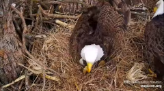 2025-03-18 21_53_51-Decorah Eagles - North Nest - 4k powered by EXPLORE.org - YouTube - Maxthon.png