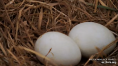 2025-03-18 21_53_56-Decorah Eagles - North Nest - 4k powered by EXPLORE.org - YouTube - Maxthon.png