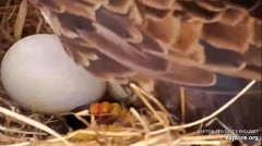 2025-03-18 21_54_10-Decorah Eagles - North Nest - 4k powered by EXPLORE.org - YouTube - Maxthon.png