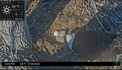 2025-03-18 21_59_21-Port Tobacco Eagle Cam - YouTube - Maxthon.png