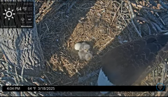 2025-03-18 21_59_40-Port Tobacco Eagle Cam - YouTube - Maxthon.png