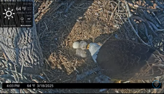 2025-03-18 22_00_01-Port Tobacco Eagle Cam - YouTube - Maxthon.png