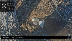 2025-03-18 22_00_05-Port Tobacco Eagle Cam - YouTube - Maxthon.png