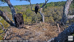 2025-03-19 20_07_43-NEFL Cam 1 - Live Bald Eagle Cam - YouTube - Maxthon.png