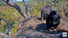 2025-03-19 20_08_03-NEFL Cam 1 - Live Bald Eagle Cam - YouTube - Maxthon.png