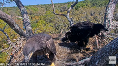2025-03-19 20_08_27-NEFL Cam 1 - Live Bald Eagle Cam - YouTube - Maxthon.png