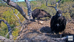 2025-03-19 20_08_50-NEFL Cam 1 - Live Bald Eagle Cam - YouTube - Maxthon.png