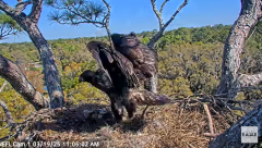 2025-03-19 20_08_55-NEFL Cam 1 - Live Bald Eagle Cam - YouTube - Maxthon.png