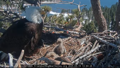 2025-03-19 21_17_50-Big Bear Bald Eagle Live Nest - Cam 1 - YouTube - Maxthon.png