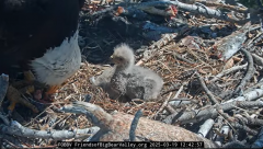 2025-03-19 21_18_01-Big Bear Bald Eagle Live Nest - Cam 1 - YouTube - Maxthon.png