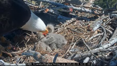 2025-03-19 21_18_21-Big Bear Bald Eagle Live Nest - Cam 1 - YouTube - Maxthon.png