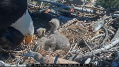 2025-03-19 21_18_36-Big Bear Bald Eagle Live Nest - Cam 1 - YouTube - Maxthon.png