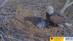 2025-03-19 21_23_19-Bluff City Cam2_ ETSU_BTES Eagle Camera - YouTube - Maxthon.png