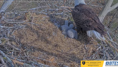 2025-03-19 21_23_13-Bluff City Cam2_ ETSU_BTES Eagle Camera - YouTube - Maxthon.png