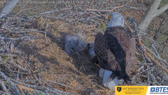 2025-03-19 21_22_58-Bluff City Cam2_ ETSU_BTES Eagle Camera - YouTube - Maxthon.png