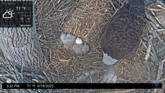 2025-03-19 21_30_52-Port Tobacco Eagle Cam - YouTube - Maxthon.png